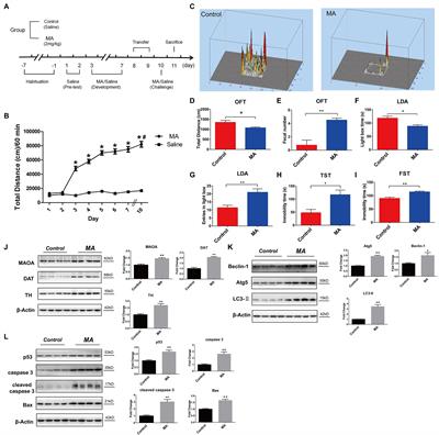 Methamphetamine Disturbs <mark class="highlighted">Gut Homeostasis</mark> and Reshapes Serum Metabolome, Inducing Neurotoxicity and Abnormal Behaviors in Mice